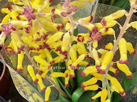 Lachenalia aloides
