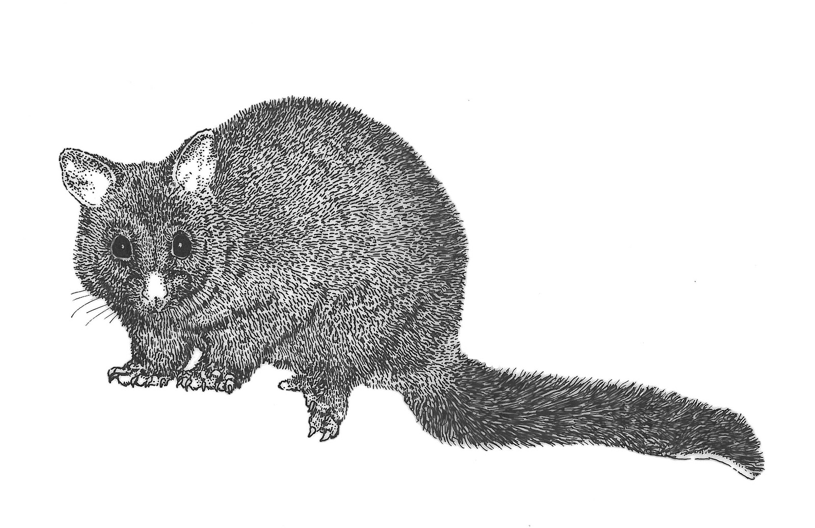 Uncategorized Possum Drawing nature scribe oh possum possum