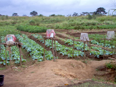 top 28 definition of mulching in agriculture top 28 top 28 definition of mulching in agriculture top 28