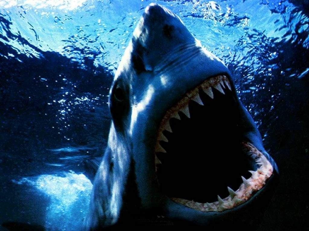 Shark Tank Shark Tank