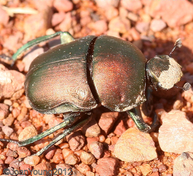 Copper Beetle