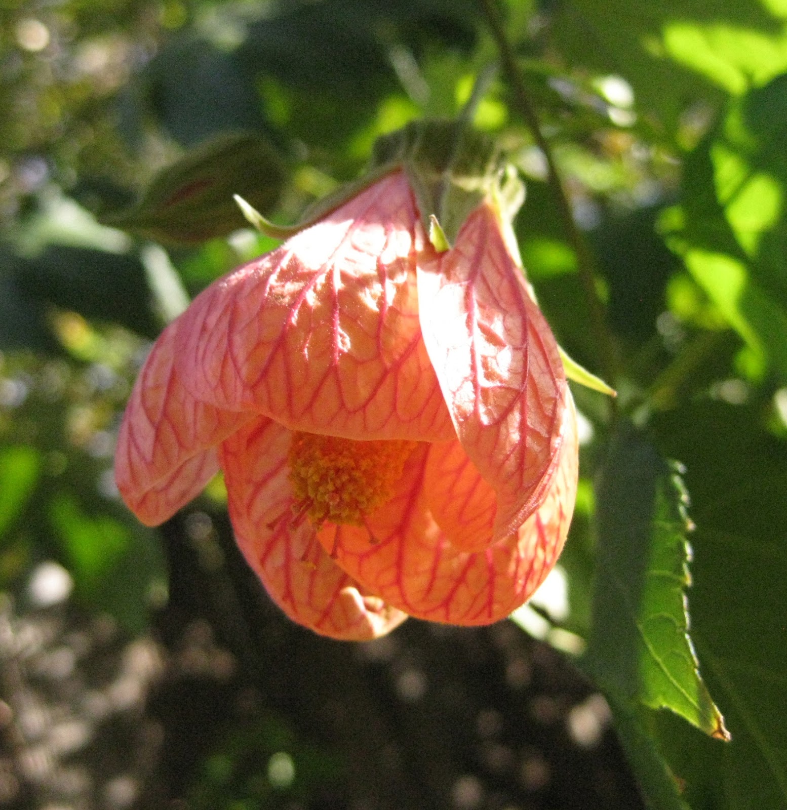 Growing A Garden In Davis Garden Blogger Bloom Day January 2013