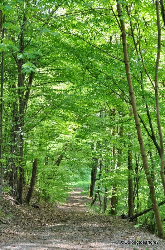 Spring in the Taunus Spring in the Taunus