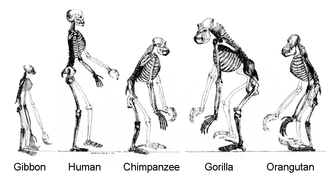 http://4.bp.blogspot.com/-p6SD3PV-Om0/TWXicP2pBPI/AAAAAAAAAEE/KU7hifs1LKs/s1600/Ape_skeletons.png