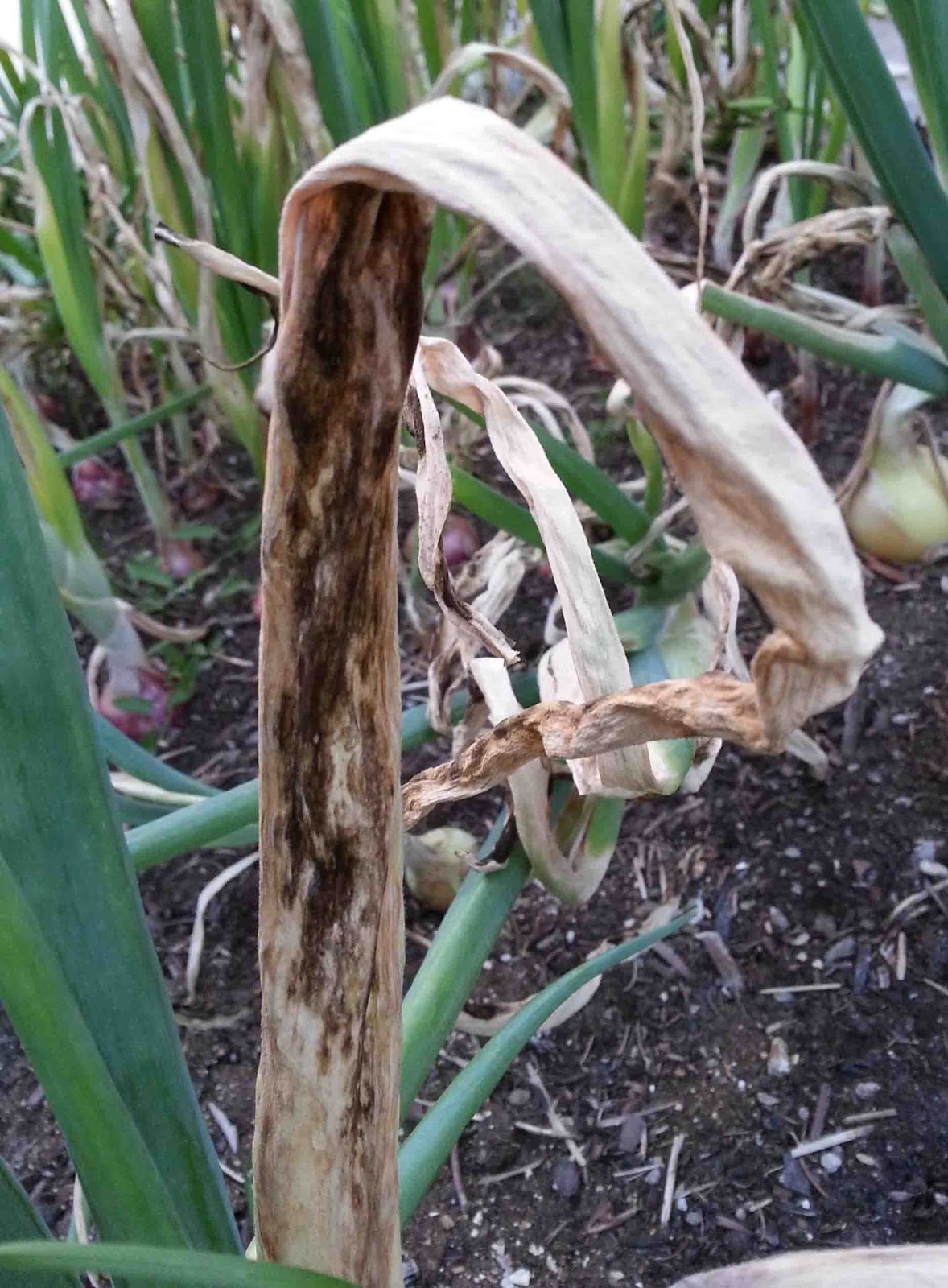 The Gardening Me Onion Update