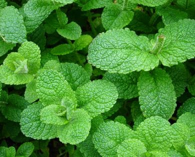 Baño para la suerte y el dinero con menta y albahaca