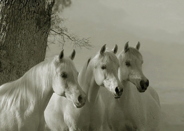 White Horses Images