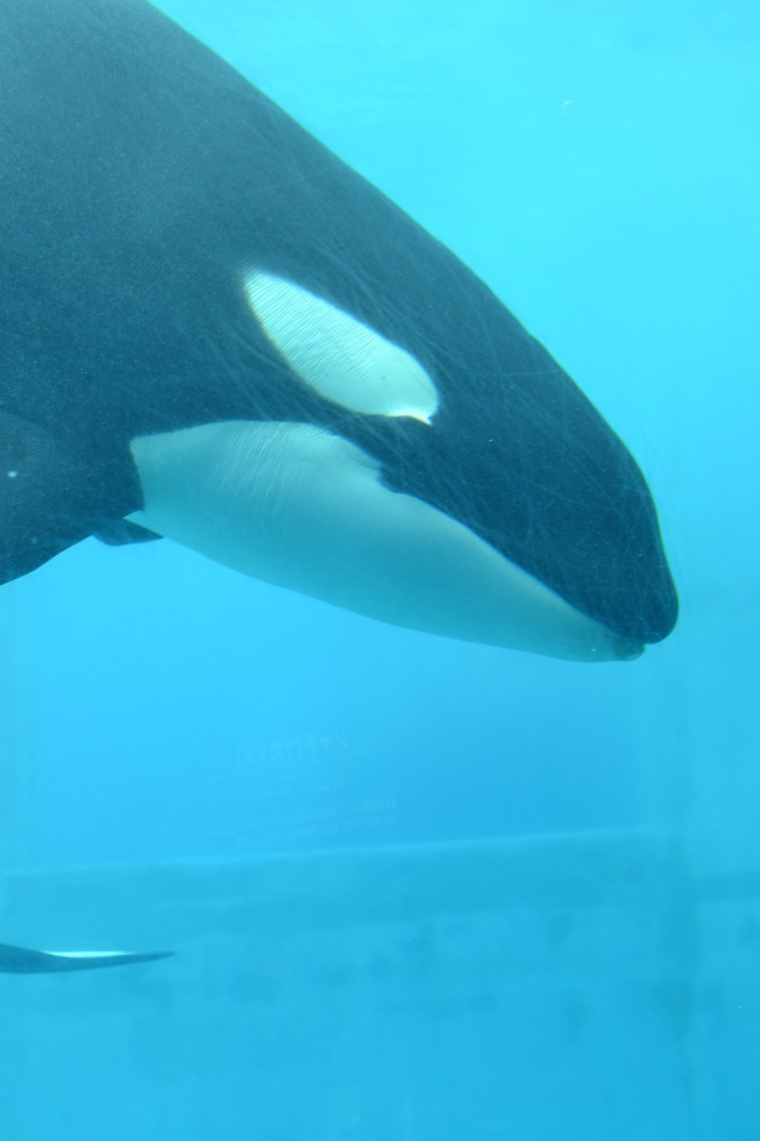 Victoria In Japan Land Baby Orca at the Aquarium