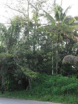 pokok kekabu