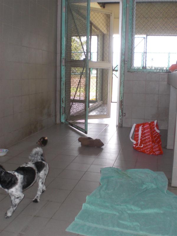 Import Pets to Malaysia Import Pets to Malaysia