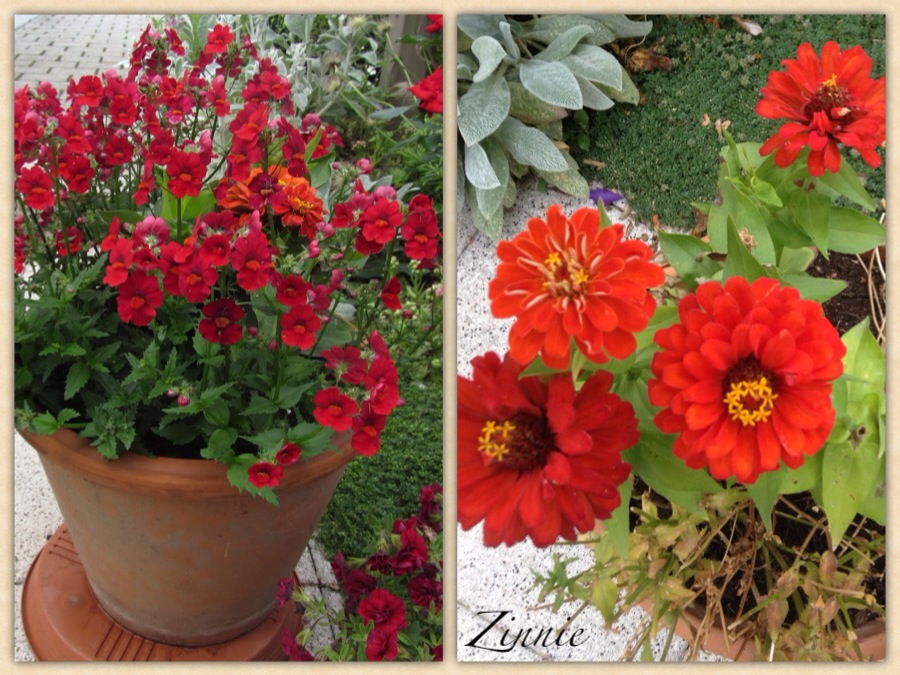 Ein Schweizer Garten Dauerbluher Madchenauge