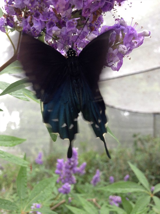 The Rainforest Garden How to Attract Beneficial Fairies to your Garden