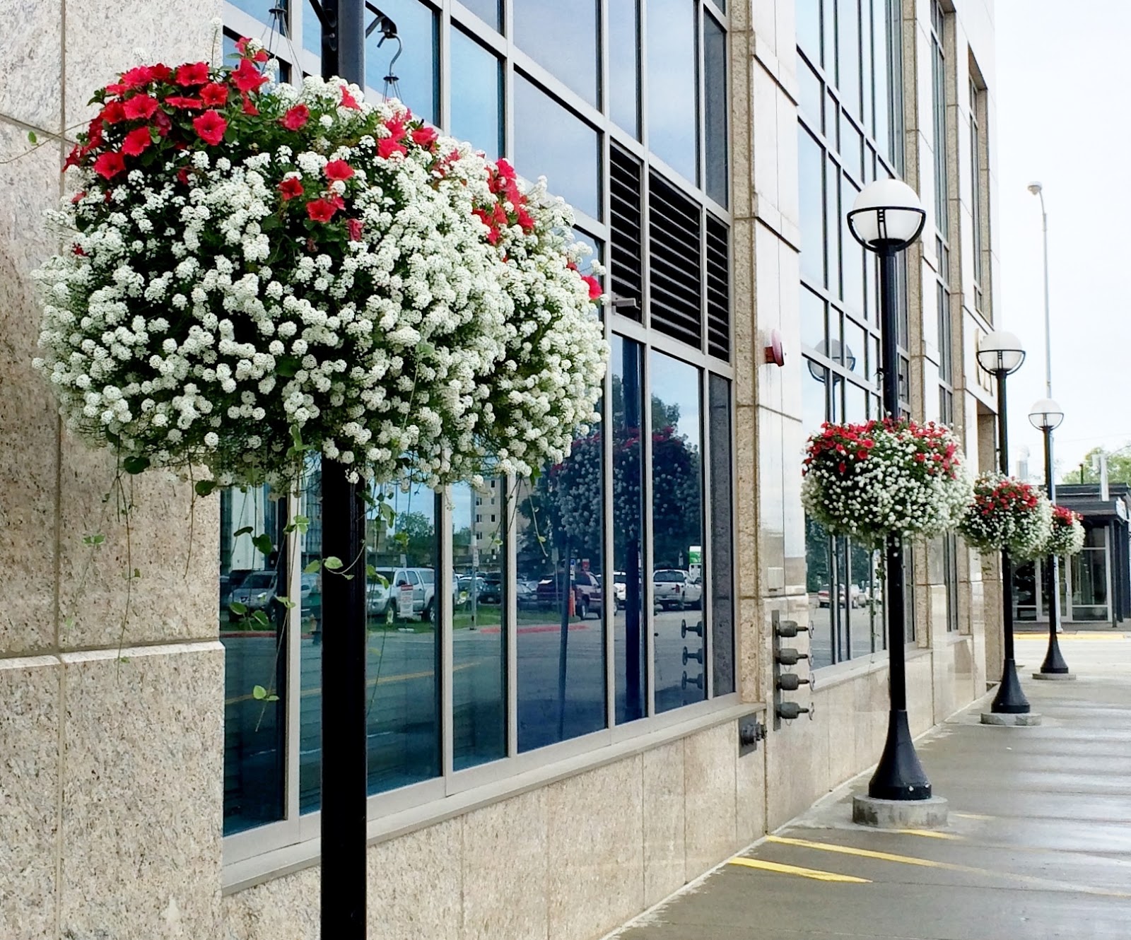 Swallowed Fly Crusades Hanging Baskets in Anchorage