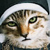 Keanu, 2016. Trailer Legendado. (18+)