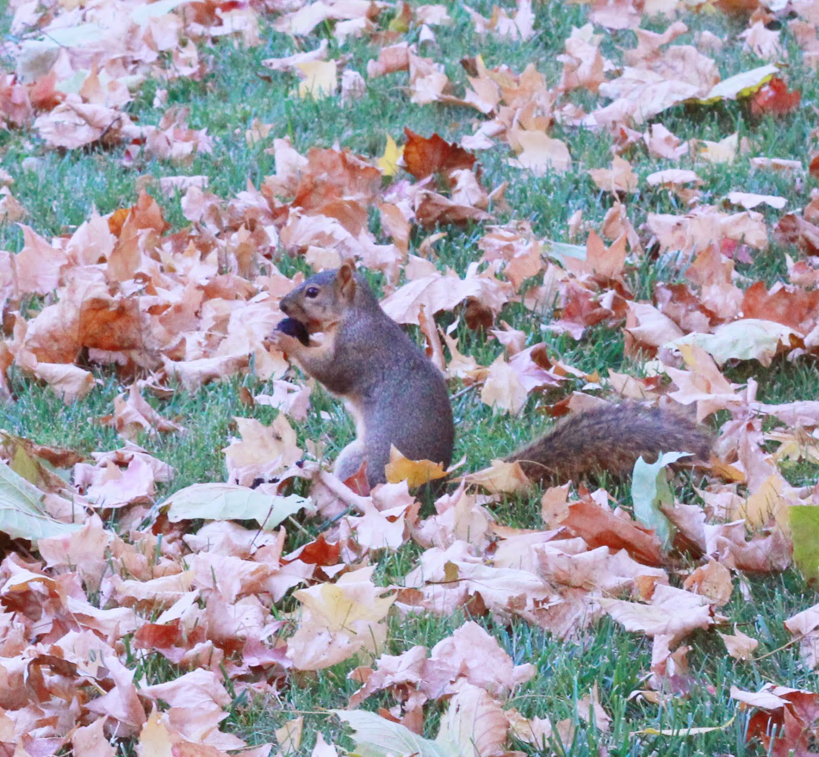 List 100+ Pictures Why Do Squirrels Chase Each Other Around Trees Stunning