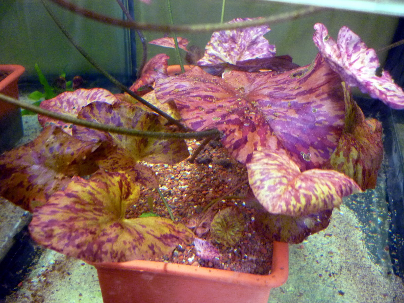 Aquascaping Peru Nymphaea Lotus 'Zenkeri'