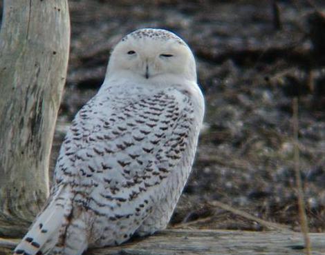 snowy owls of the arctic The snowy owl (bubo scandiacus), also known as the great white owl or arctic owl, is one of the most distinctive bird species on the planet while you won't find . snowy owls of the arctic The snowy owl (bubo scandiacus), also known as the great white owl or arctic owl, is one of the most distinctive bird species on the planet while you won't find .