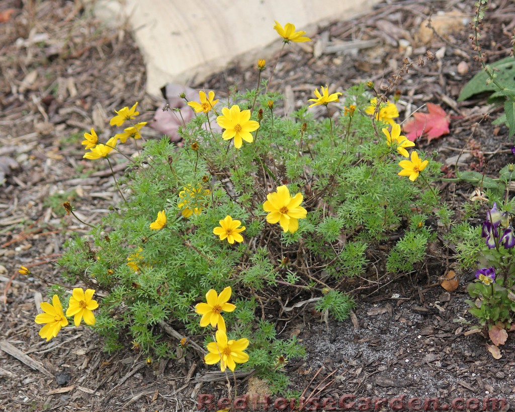bidens goldilocks rocks bidens goldilocks rocks