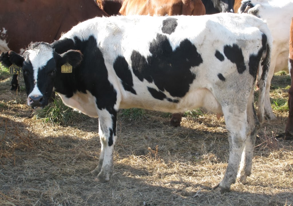 Amazing Grace Dairy Cows For Sale November 2013 SOLD