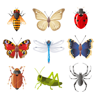 Insects Images With Names For Kids
