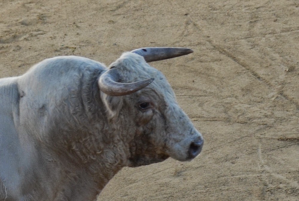 ambitotoros Sobre los pitones de los toros de Prieto de la Cal En Zalamea