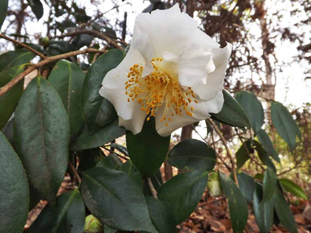 MARIETTE�S BACK TO BASICS {Our Camellia Sinensis Tea Plant}