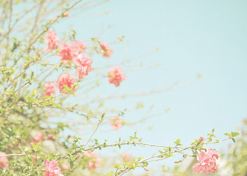 beautiful cute flower flowers igottapeenowtumblrcom pink Favimcom 107586