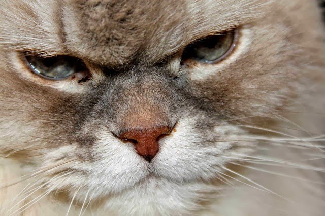 Foto Di Gatto Gatto Arrabbiato