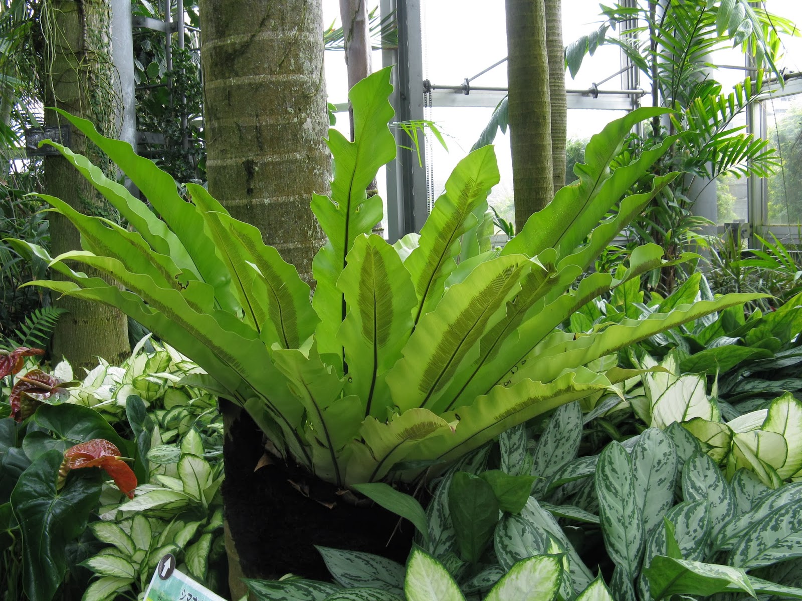 PlantWerkz Bird�s Nest Fern Asplenium Nidus