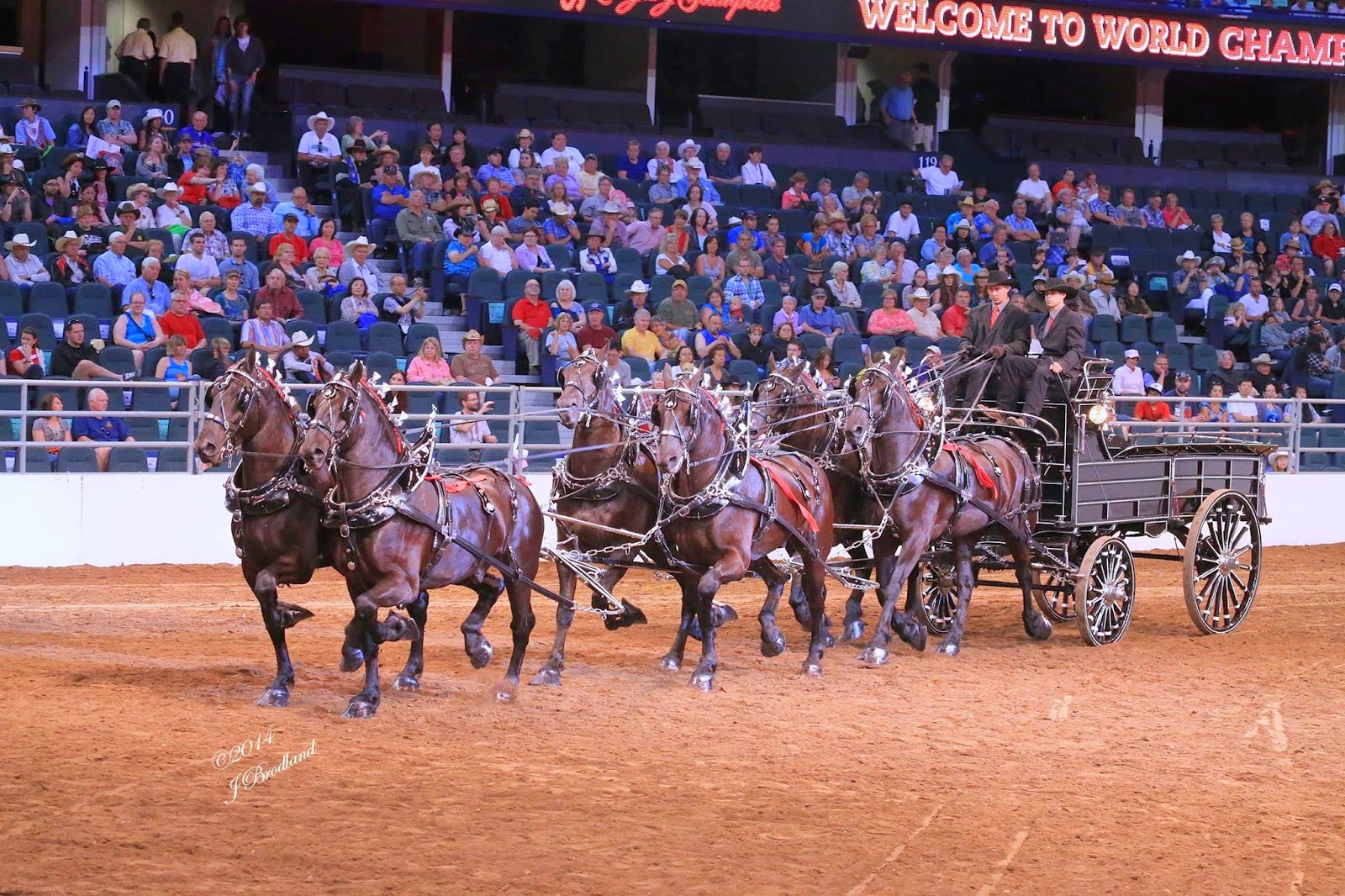 Eaglesfield Percherons North American Six Horse Hitch Classic Series