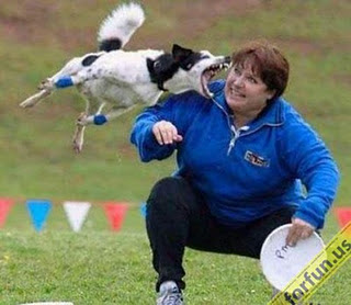 Funny DOG Pictures