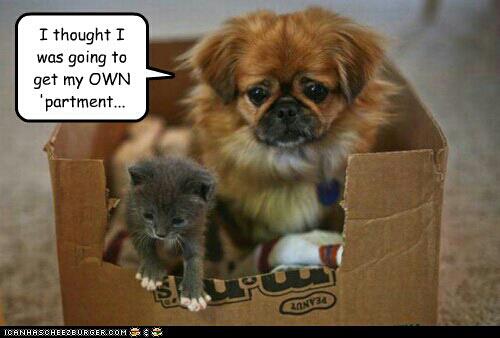 Cute And Funny Pictureore Kitten Puppy Share Box The Puppy Is Cute But Kitten Just Makes Me Say Awww Funny And Fluffy So Adorable Tinny