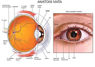 tips menyembuhkan mata rabun jauh atau miopi dengan menggunakan daun sirih