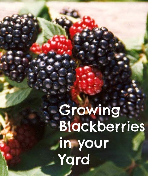 Sunny Simple Life Growing Blackberries in Your Backyard