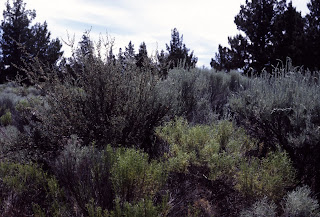 Desert-like vegetation