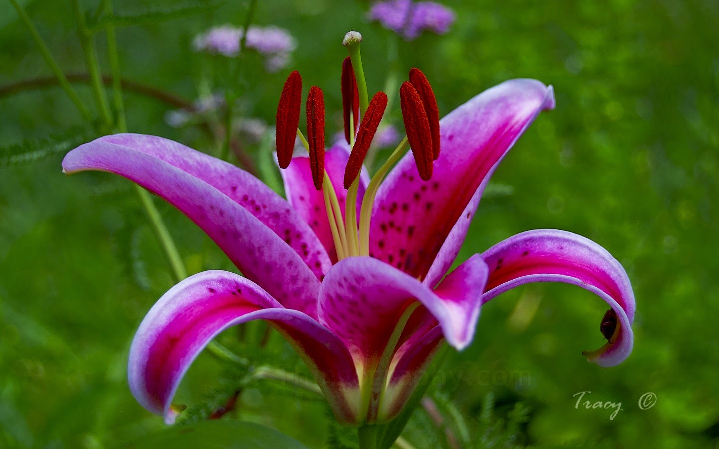 Poetry for Open Spaces The Poetry of Mary Oliver Lilies