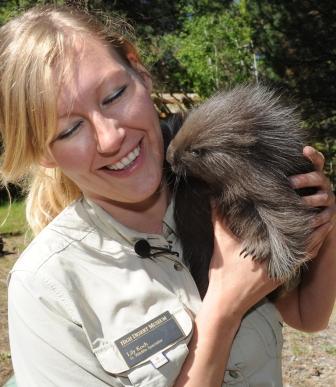 A Baby Porcupine