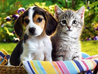 http://4.bp.blogspot.com/-pA1jlSM393k/TZXd2y6C-BI/AAAAAAAAAGw/6KWgYkVzB_8/s1600/cat_and_dog07.jpg