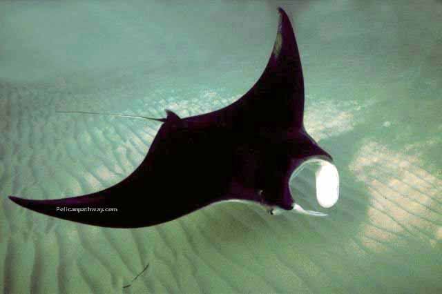 Unlike many sharks manta rays do not actually have teeth and instead sieve