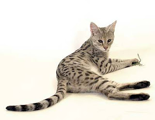 savannah-pet-cats savannah cat pets infomation picture photo animal domestic