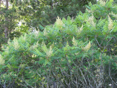 smooth sumac trees