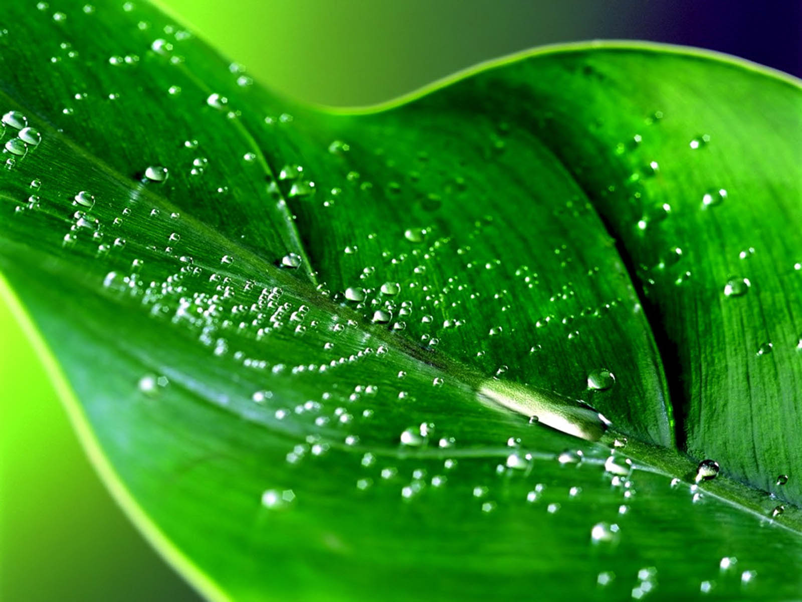 wallpaper Green Leaf Wallpapers