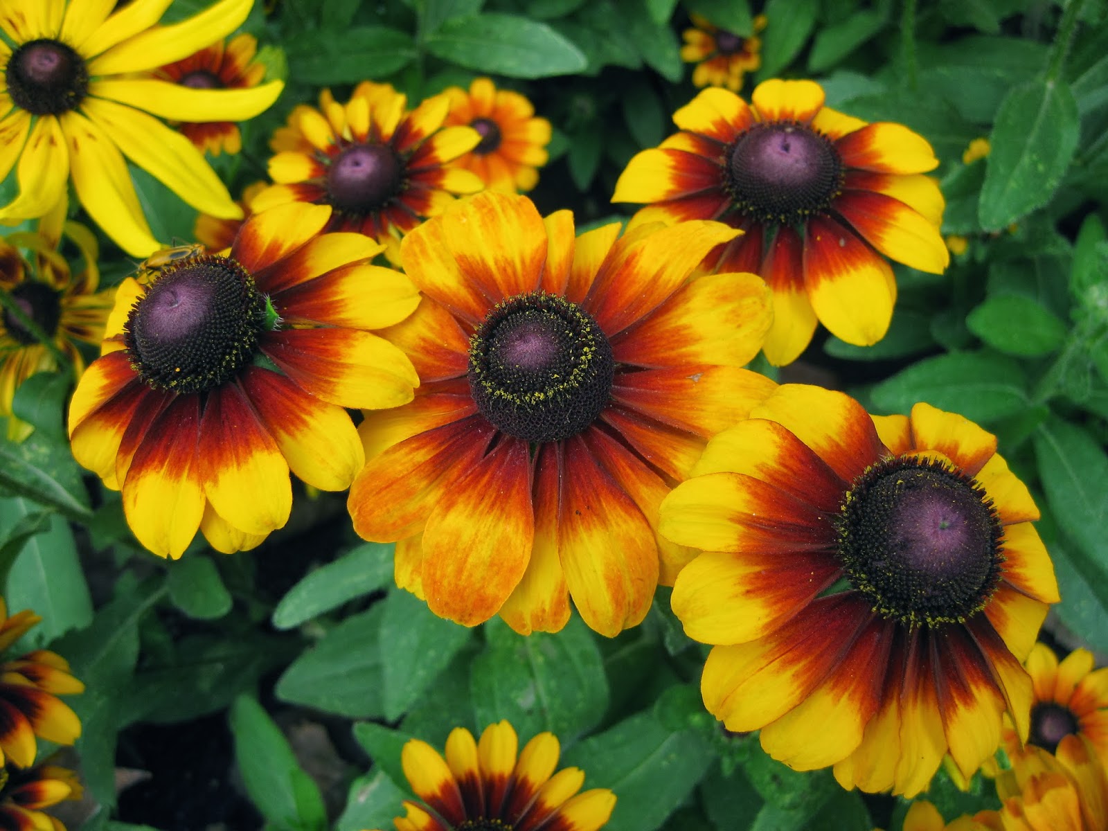 25 Types Of Flowers To Plant For Summer Image Via