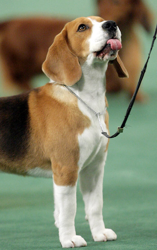 Beagle 15 Inch