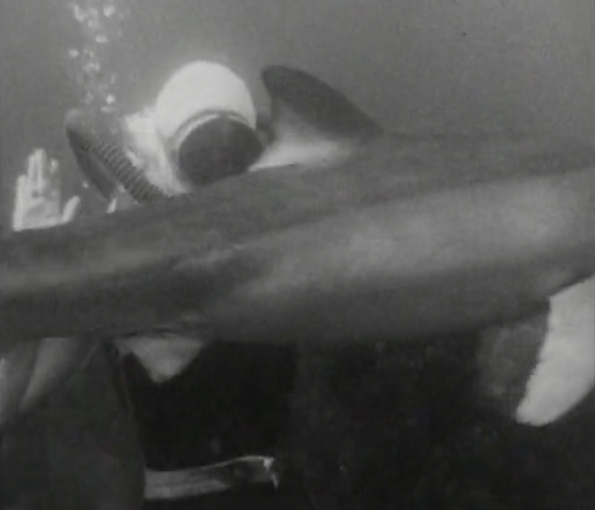Tsfo Octopus Arm Monster From The Ocean Floor 1954