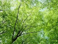 VOORJAAR OP DE VELUWE