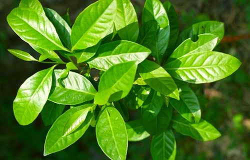 7 Obat Tradisional Kolesterol - daun salam 7 Obat Tradisional Kolesterol - daun salam