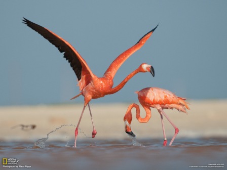 Burung Flamingo Dead Letter