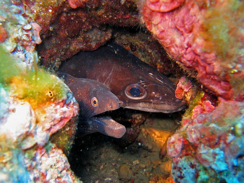 Species of UK Week 50 European Conger Eel (‘Conger conger’)