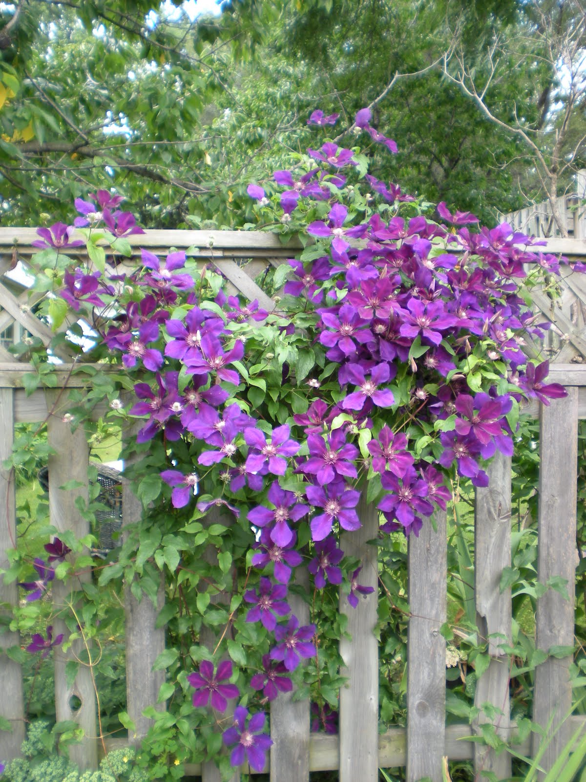Mad Dogs and Englishmen Let's Talk Clematis